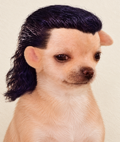 Perrito